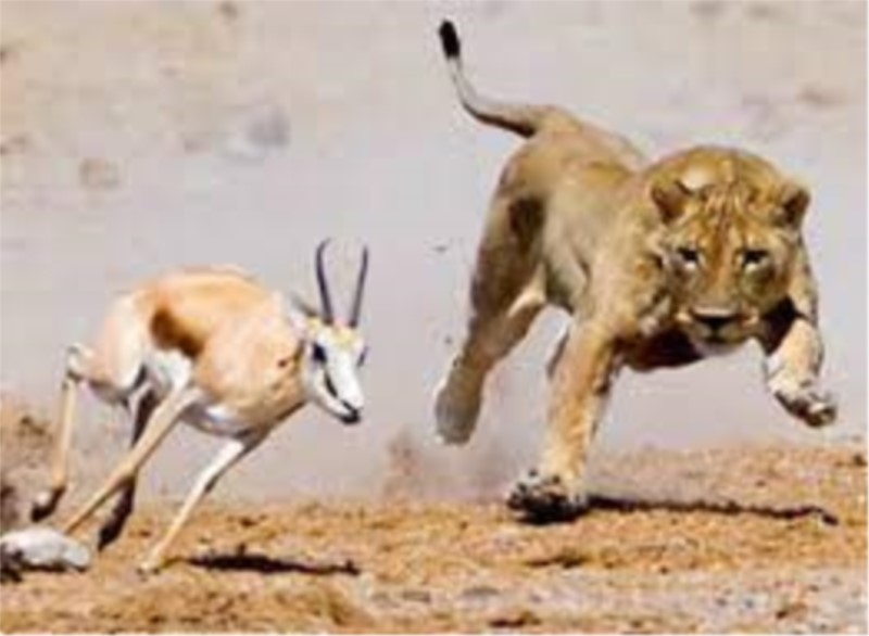 L’importante è correre (verso il business)