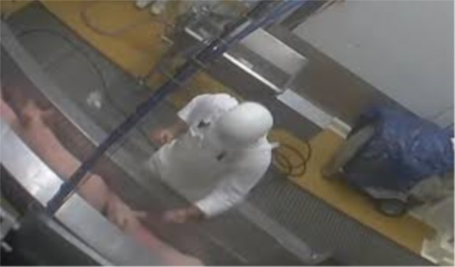 Legambiente: serve una legge per la videosorveglianza nei macelli 