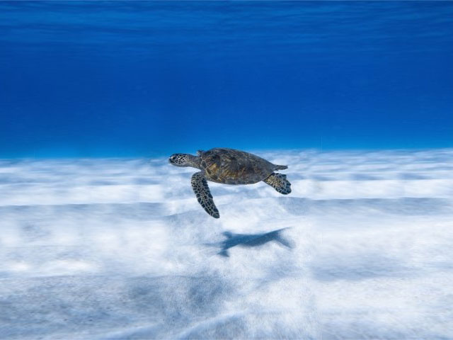 Telecamere Hikvsion per monitorare la convalescenza delle tartarughe marine al Lampedusa Turtle Group 